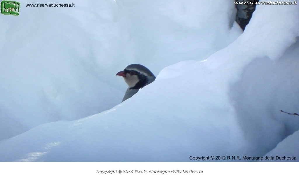 Coturnice (Alectoris graeca Meisner, 1804)