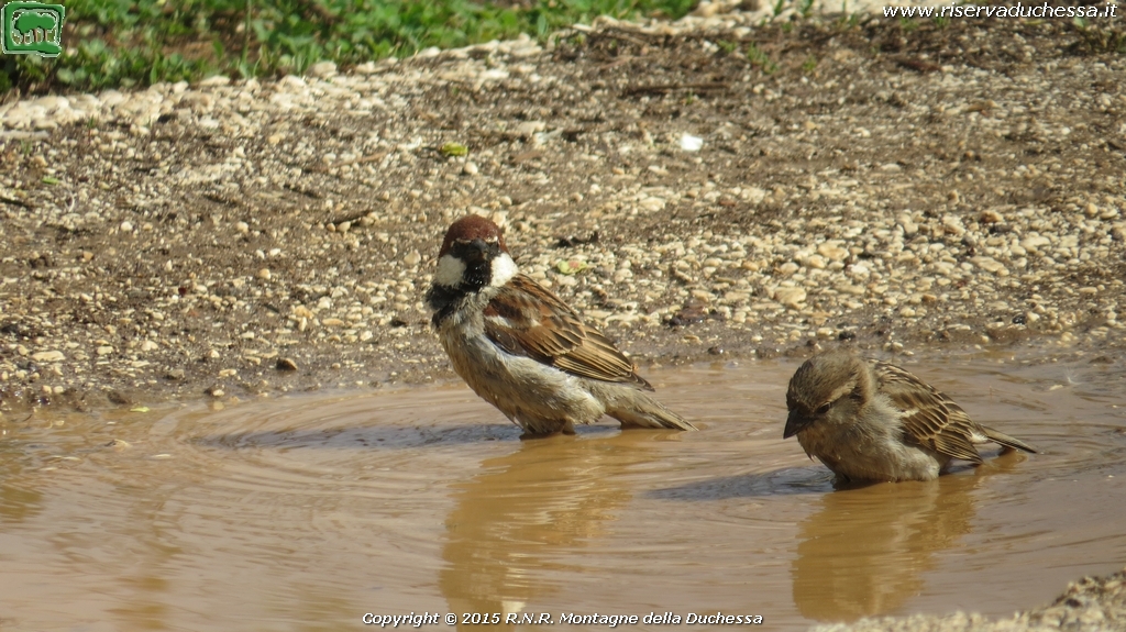 Passera mattuggia (Passer montanus Linnaeus, 1758)