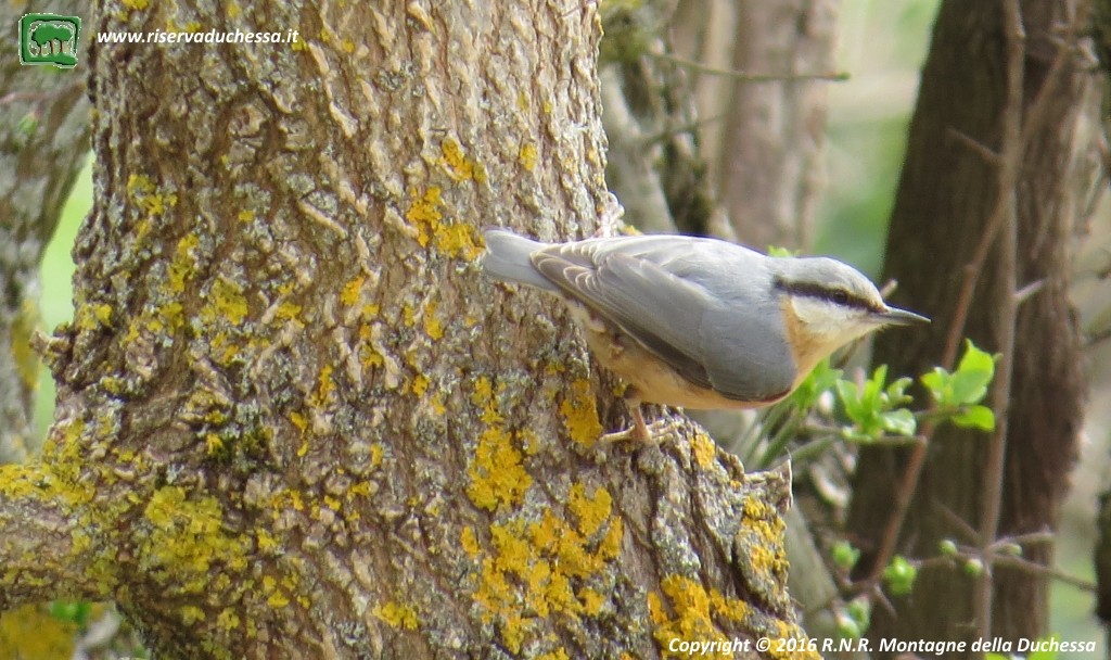 Picchio muratore (Sitta europaea Linnaeus, 1758)