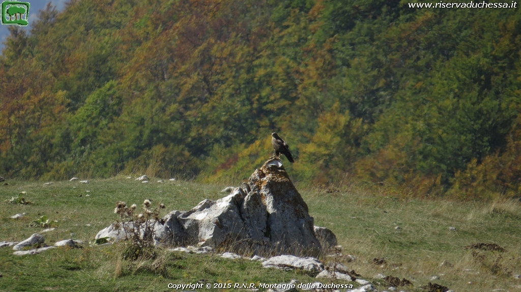 Poiana (Buteo buteo Linnaeus, 1758)