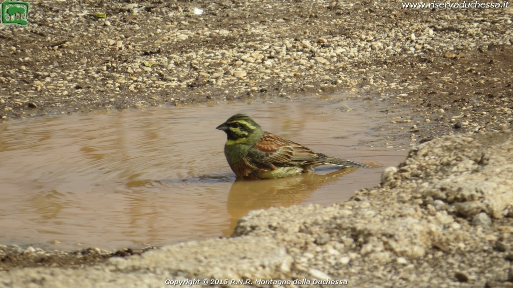 Zigolo nero (Emberiza cirlus Linnaeus, 1766)