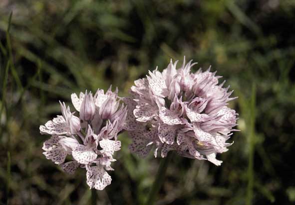 Orchis tridentata