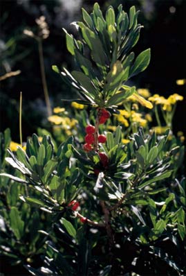 Daphne mezereum
