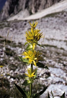 Gentiana Lutea