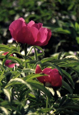 Peonia officinalis