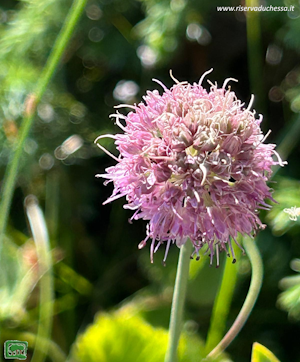 Allium ducissae in fase di bocciolo