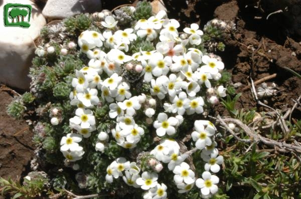 Androsace appenninica (Androsace villosa L. subsp. villosa)