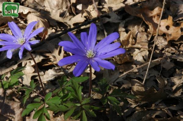 Anemone dell'Appennino (Anemone apennina L.)