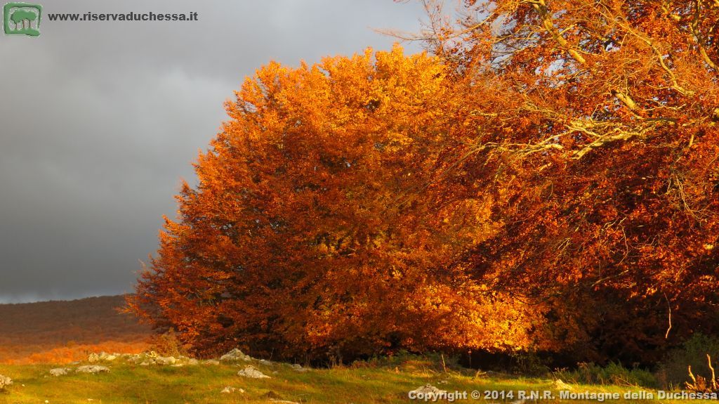 Faggeta autunnale