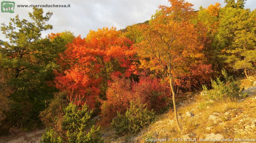 Bosco autunnale