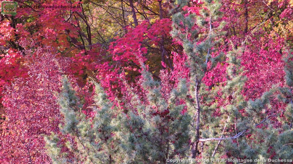 Bosco autunnale