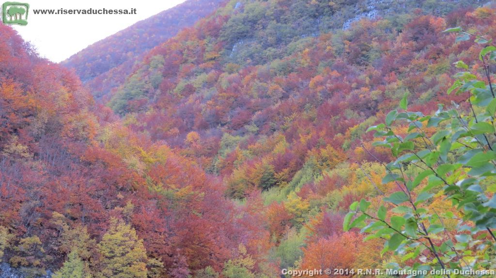 Bosco autunnale