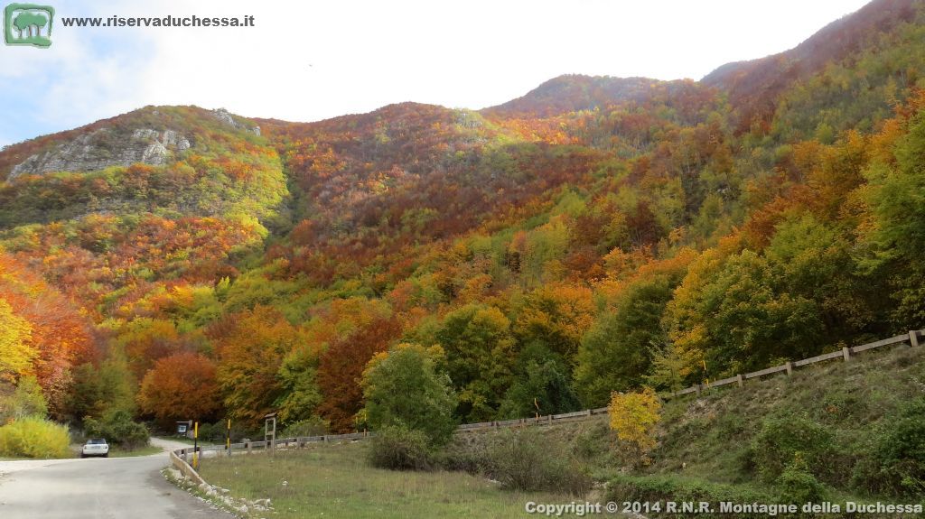 Bosco autunnale