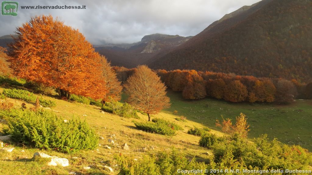 Faggeta autunnale