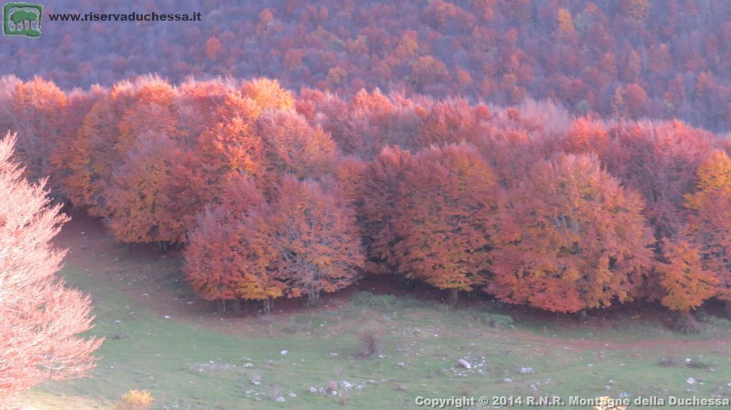 Faggeta autunnale