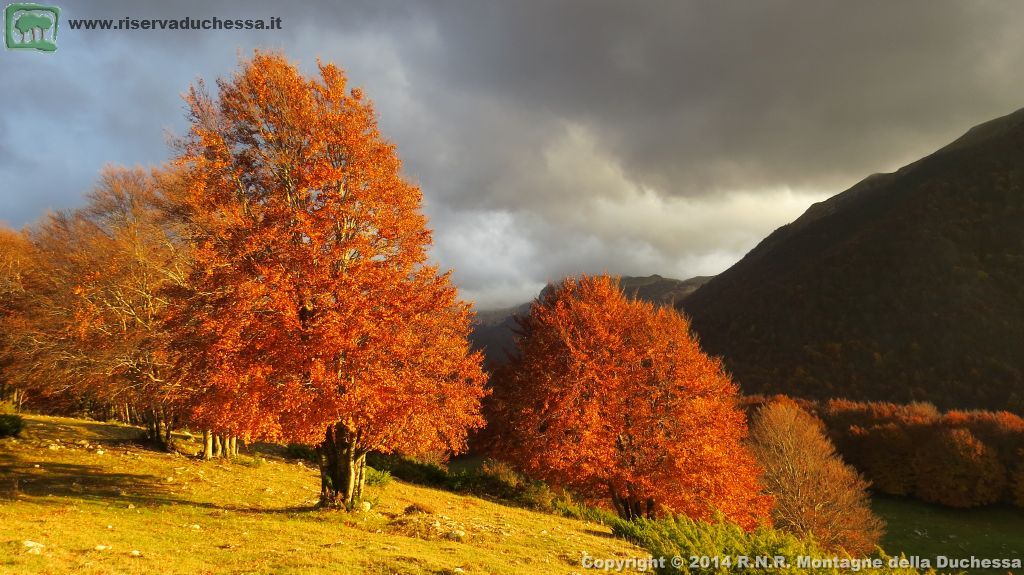 Faggeta autunnale