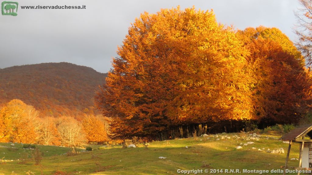 Faggeta autunnale