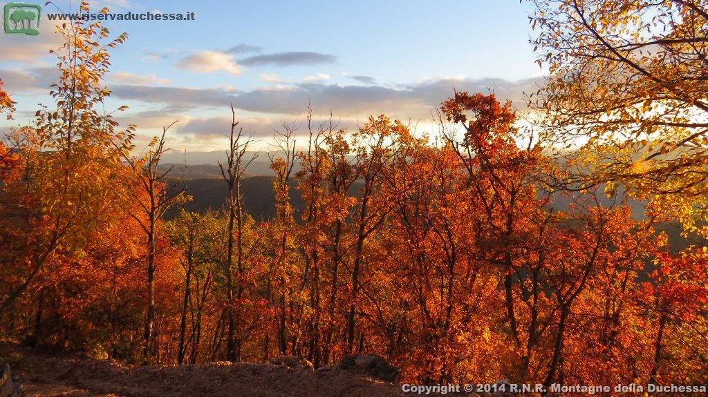 Faggeta autunnale