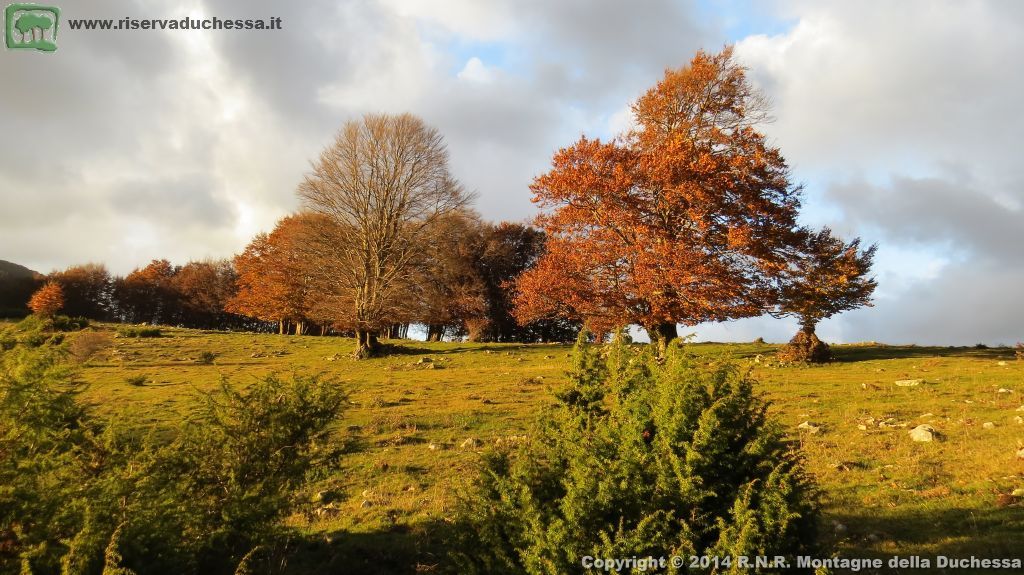Faggeta autunnale