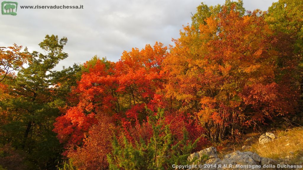 Bosco autunnale