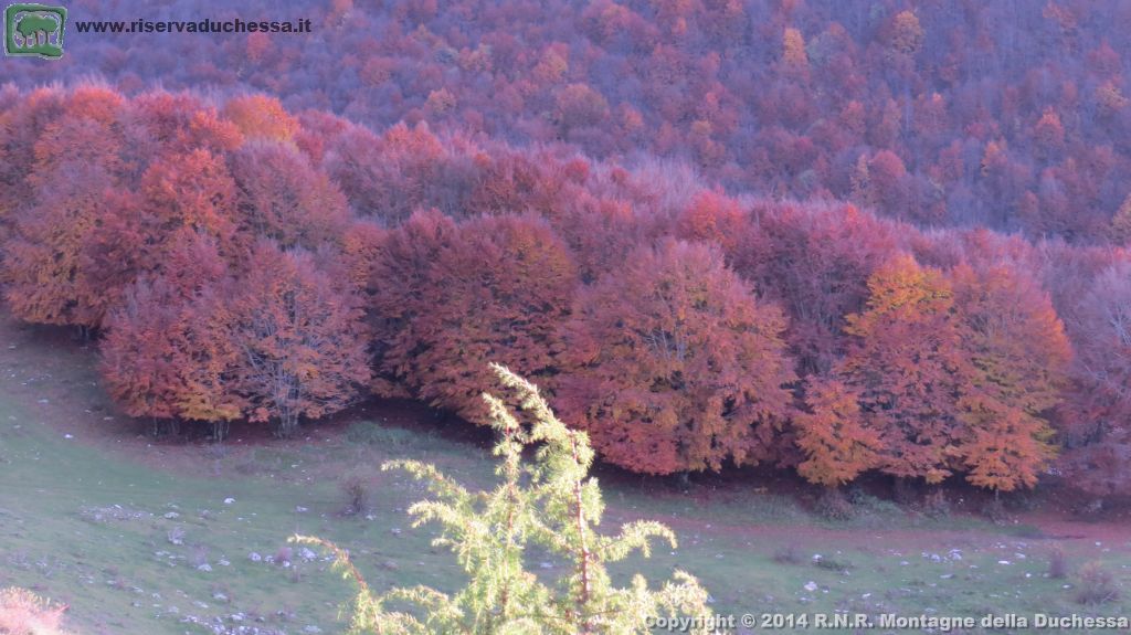 Faggeta autunnale