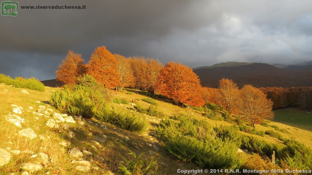 Faggeta autunnale