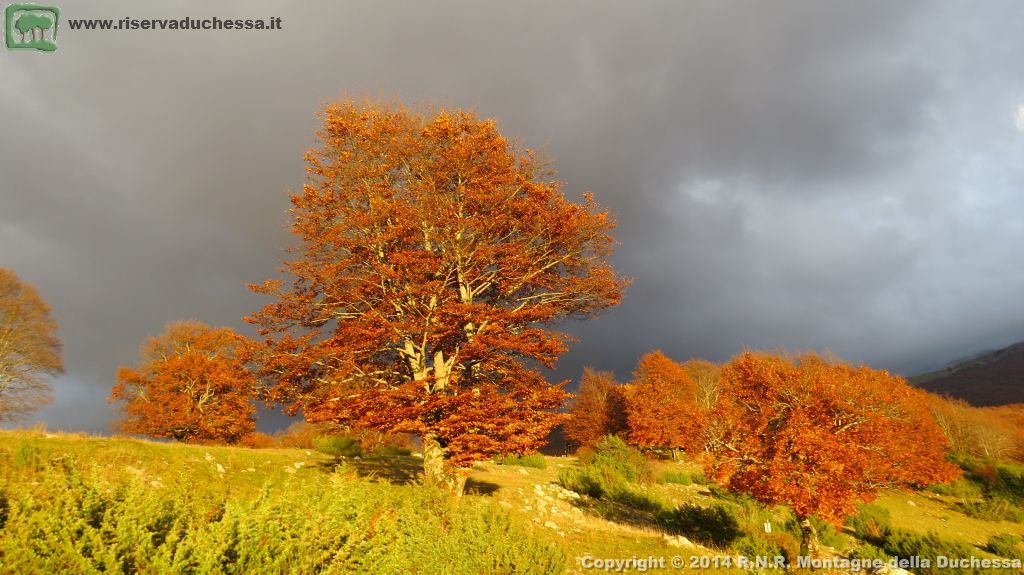 Faggeta autunnale