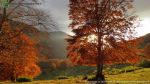 Faggio, foto autunno 2014