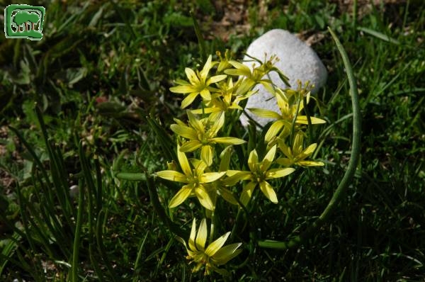 Cipollaccio fistoloso (Gagea fragifera E. Bayer & G.Lopez)