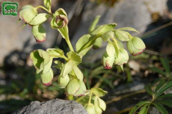 Elleboro puzzolente (Heleborus foetidus L.)