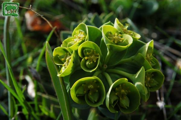 Euforbia mirsinite (Euphorbia myrsinites L.)