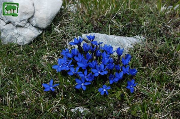 Genziana primaticcia(Gentiana verna L. subsp. verna)