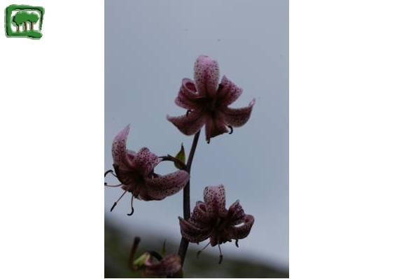 Giglio martagone (Lilium martagon L.)