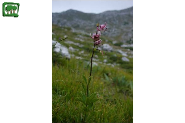 Giglio martagone (Lilium martagon L.)