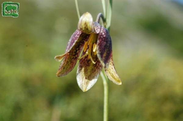 Meleagride minore (Fritillaria orientalis Adams)
