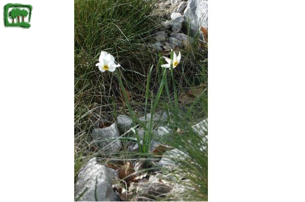 Narciso selvatico (Narcissus poeticus L. subsp. poeticus)