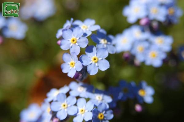 Nontiscordardim&egrave; alpino (Myosotis alpestris A.F.W. Schmidt)