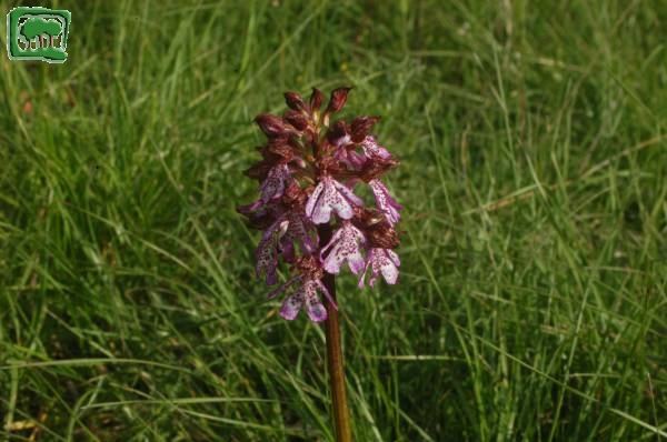 Orchide maggiore(Orchis purpurea Huds.)