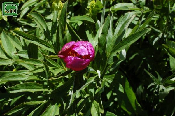 Peonia selvatica(Paeonia officinalis L. subsp. villosa)