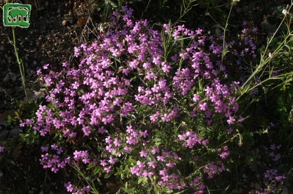 Saponaria rossa (Saponaria ocymoides L.)