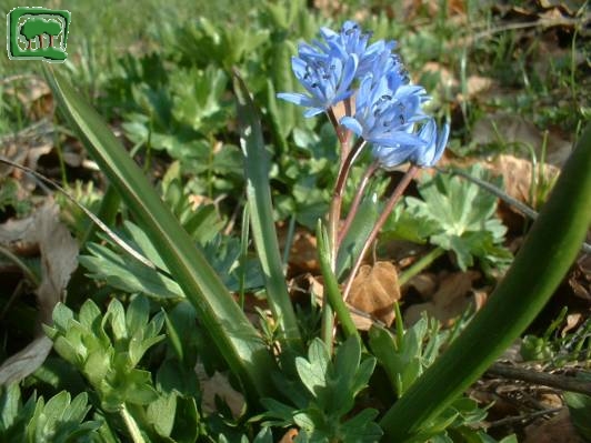 Scilla silvestre (Scilla bifolia L. subsp bifolia