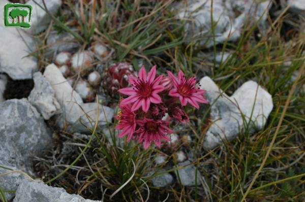 Semprevivo ragnateloso (Sempervivum arachnoideum L.)