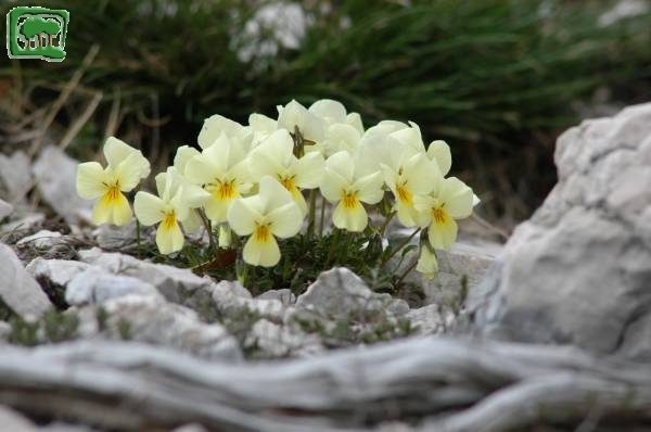 Viola di eugenia (Viola eugeniae Parl. subsp eugeniae )