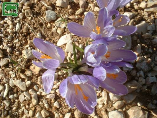 Zafferano maggiore (Crocus vernus Hill subsp. vernus)