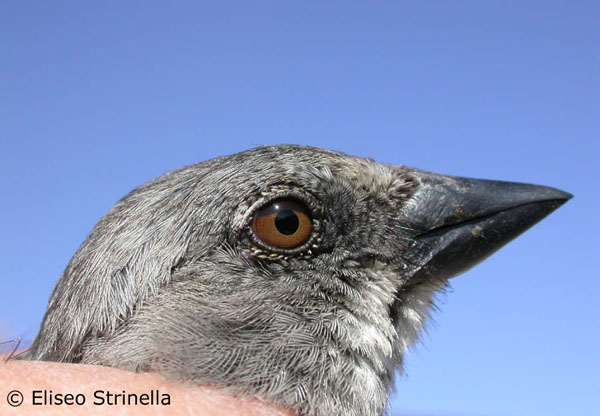 Fringuello alpino (Montifringilla nivalis)