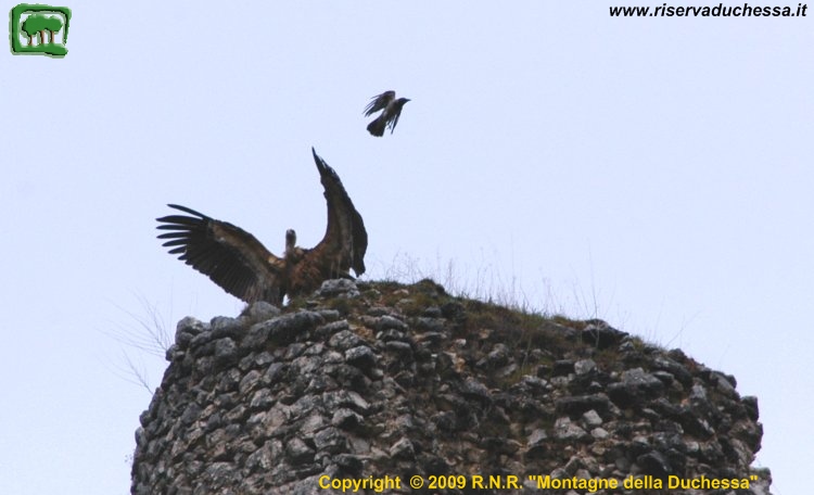 Grifone_castello_cornacchia.jpg, 68 kB