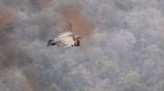  foto grifone in volo visto dall'alto (FOTO 7)