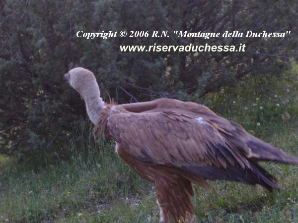  FOTO GRIFONE POSATO A TERRA VISTO DI PROFILO (FOTO 5)