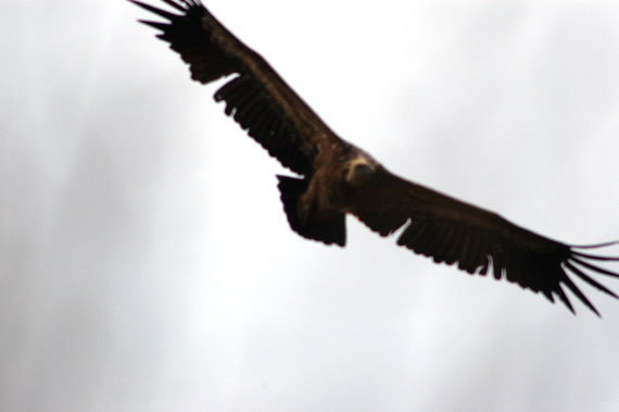  grifone in volo visto dal basso (FOTO 8)