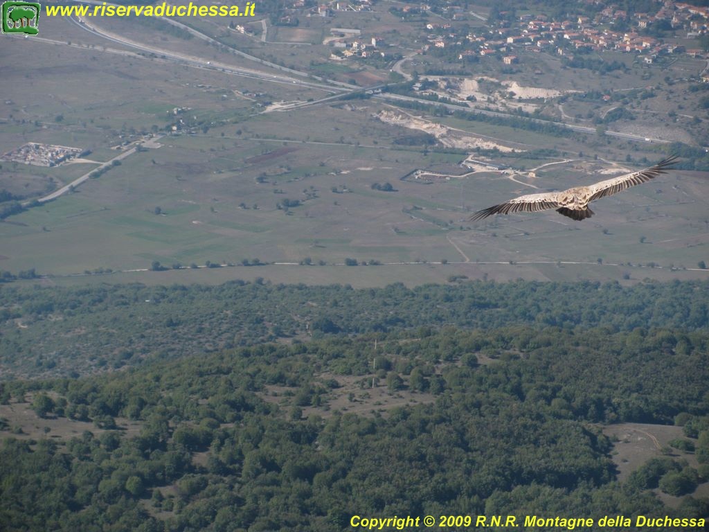 Un grifone in volo sul Monte Cerro presso Cartore
